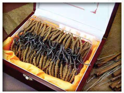 固原冬虫夏草回收